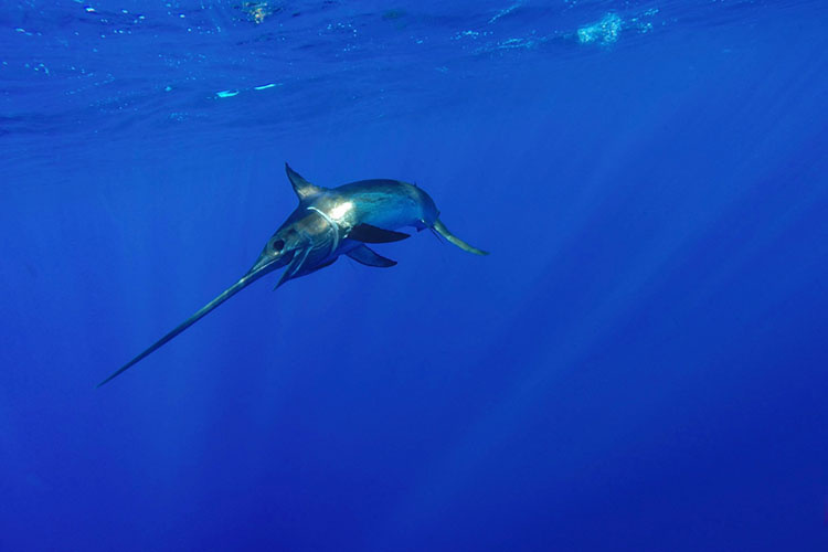 Image: The Surprising Story of Swordfish You May Not Know