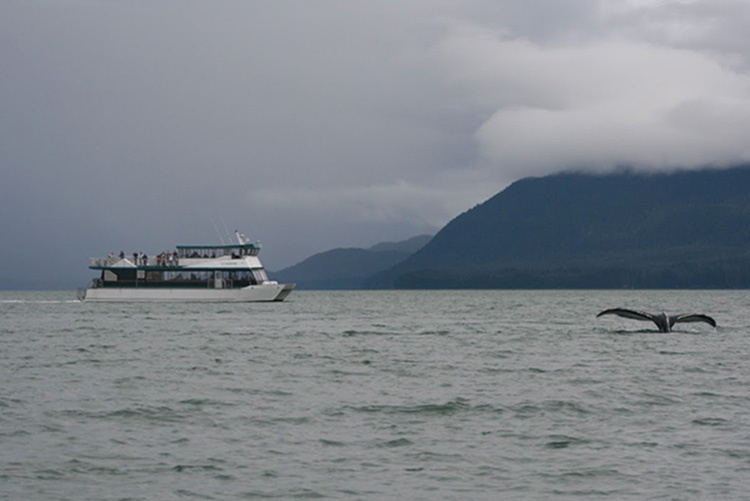 Image: Family Members Injured When Vessel Collides With Whale Near Juneau, Alaska