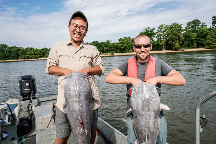 Image: Bay Invaders: The Blue Catfish Fishery