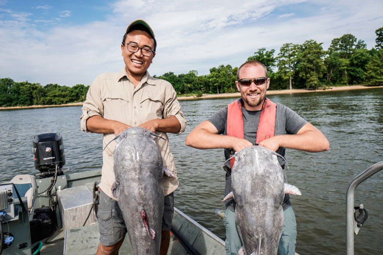 What's the Difference Between Flathead Catfish and Blue Catfish? - American  Oceans