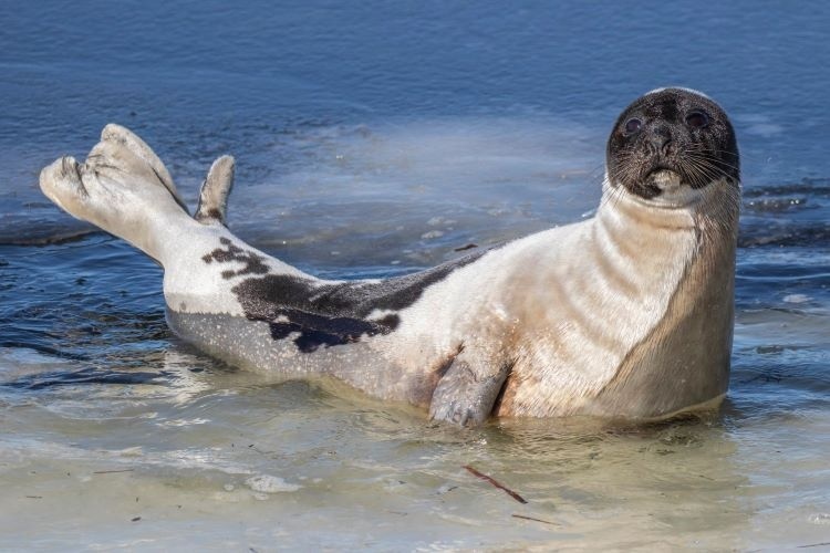 Image: Rare Visitors: Harp Seals in New England