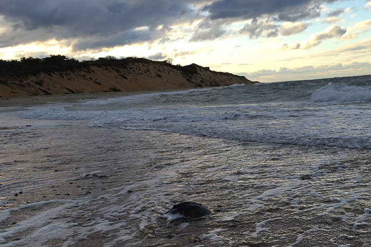 Image: Traveling Turtles: Rescue and Rehabilitation of Cold Stunned Sea Turtles Story Map