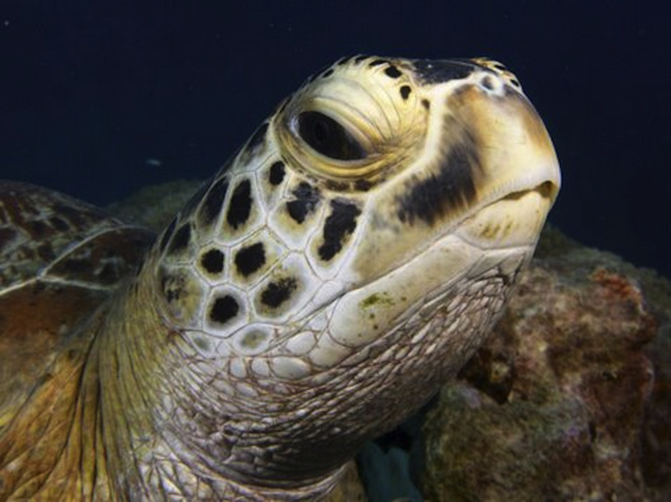 Image: Marine Turtle  Genetics Research