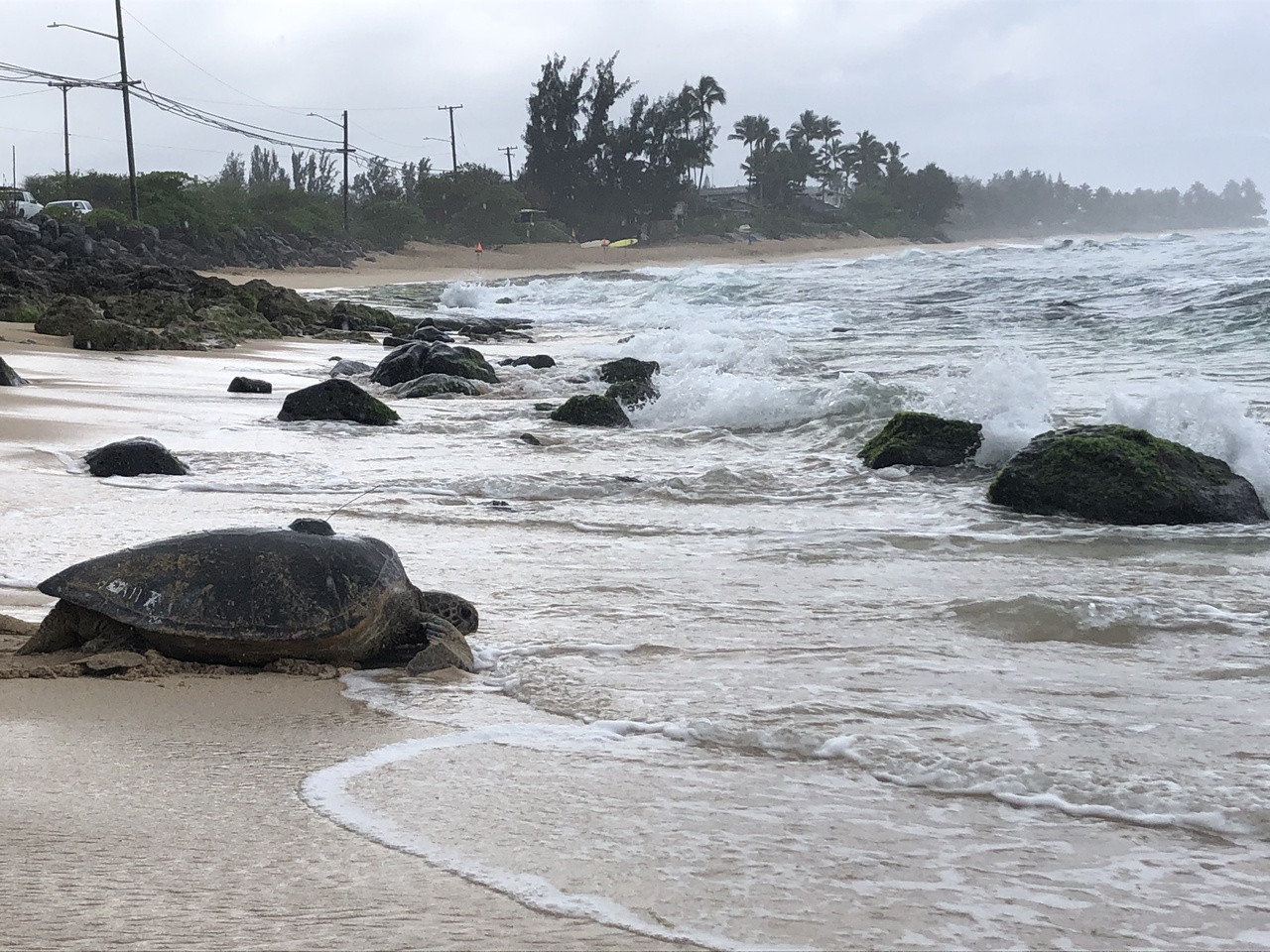Image: Punahele: A Green Sea Turtle's Journey to "Destination Unknown"
