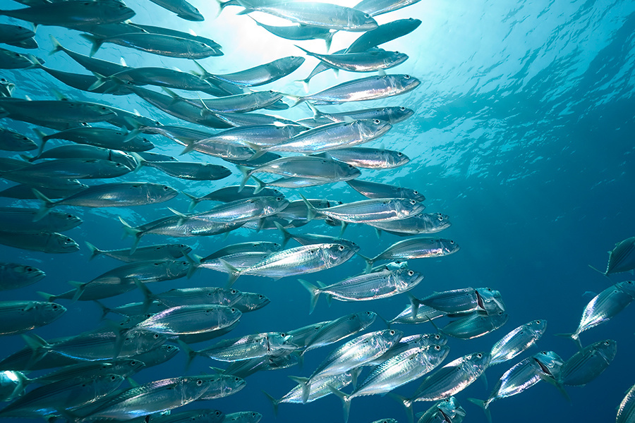 Image: Modification to Atlantic Mackerel Possession Limit Effective December 20, 2018