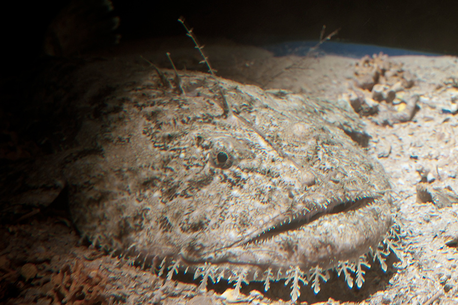 900x600-monkfish-noaa-istock.jpg