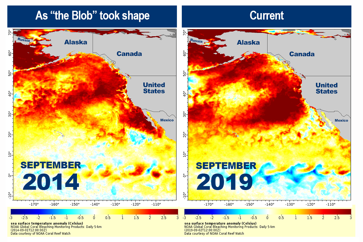 Image: New Marine Heatwave Emerges off West Coast, Resembles "the Blob"
