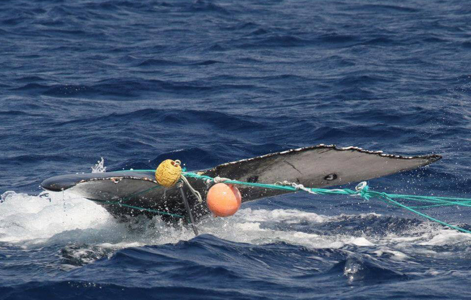 Image: NOAA Fisheries Develops List of Foreign Fisheries to Help Evaluate Scope of Marine Mammal Bycatch