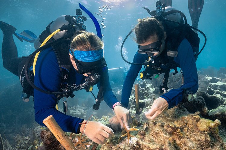 Image: Restoring Seven Iconic Reefs: A Mission to Recover the Coral Reefs of the Florida Keys