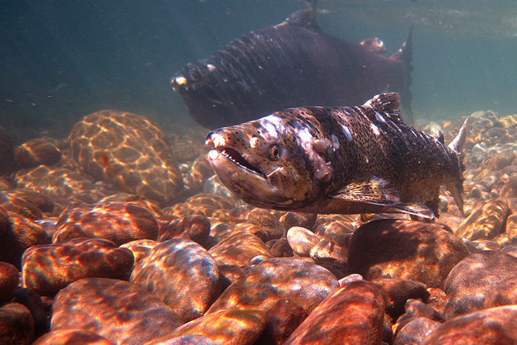 Image: Ocean Surveys Show Poor Outlook for Columbia Salmon
