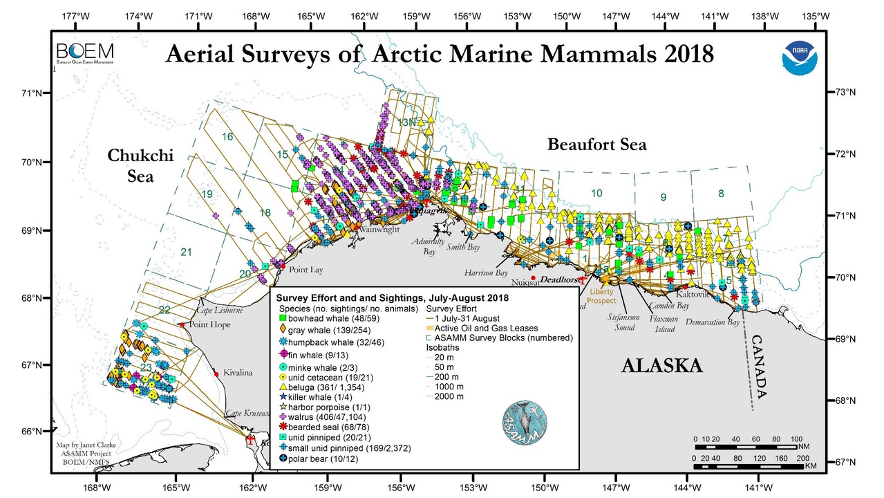 Image: 2018 Aerial Surveys of Arctic Marine Mammals - Post 2