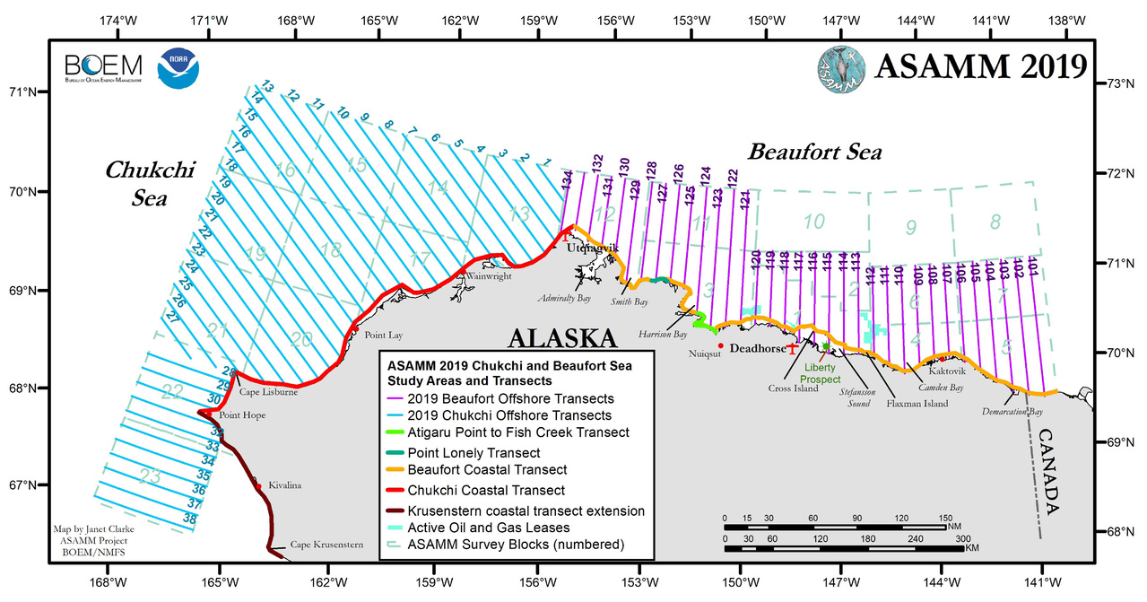 Image: Aerial Surveys of Arctic Marine Mammals