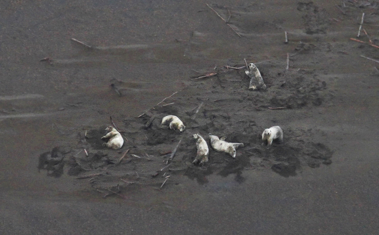 Image: 2019 Aerial Surveys Of Arctic Marine Mammals - Post 8