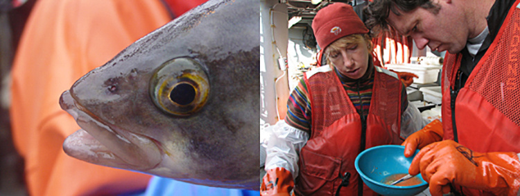 Image: Alaska Fisheries Interaction Team Atka Mackerel Food Habits