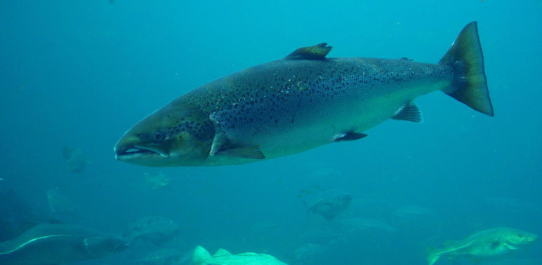 Image: Atlantic Salmon Recovery: It Takes an Ecosystem