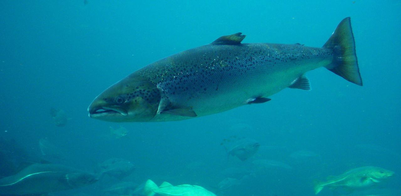 Image: Atlantic Salmon Ecosystems Research Team Publications
