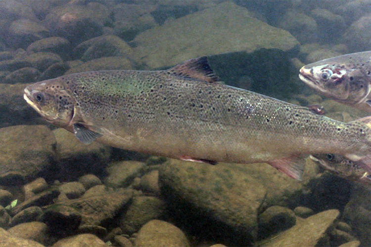 Image: Penobscot River Salmon Run Surges for Second Straight Year