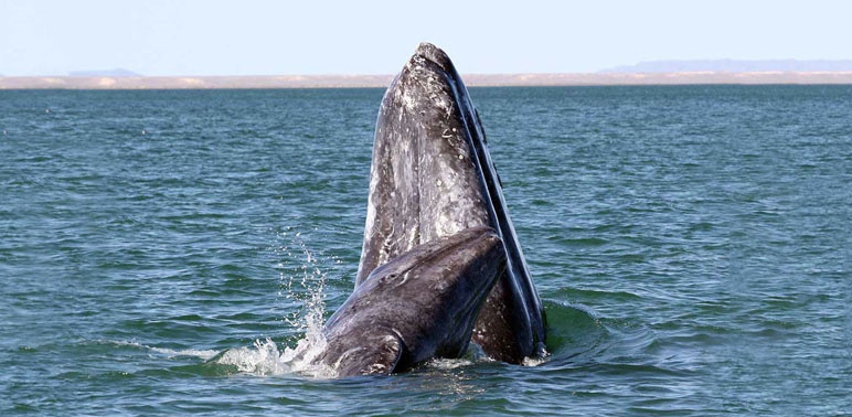 Image: Automatic Whale Detector, Version 2.0