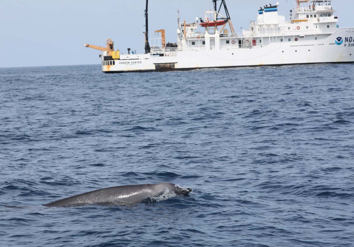 Image: True's Beaked Whales: Secret No Longer