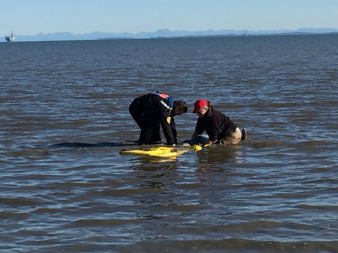 Image: Immediate Action Saves Baby Beluga Whale