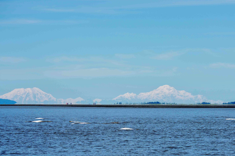 Image: Beluga Whale Hexacopter Survey - Post 1