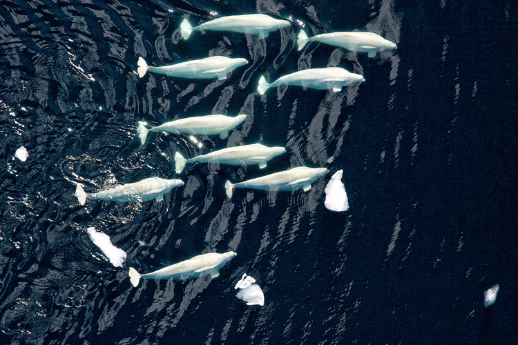 Image: Long-Term Surveys Show Endangered Beluga Population Inhabiting Just a Portion of Historic Seasonal Range in Alaska’s Cook Inlet