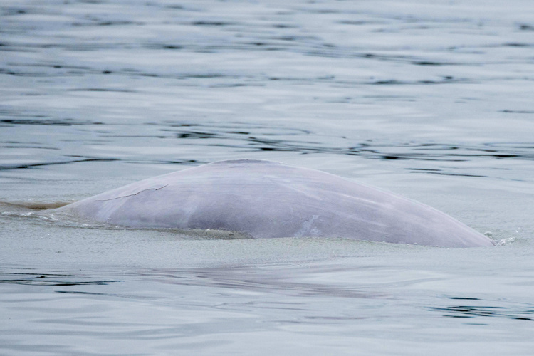 Image: Beluga Whale Acoustic Monitoring Survey - Post 2