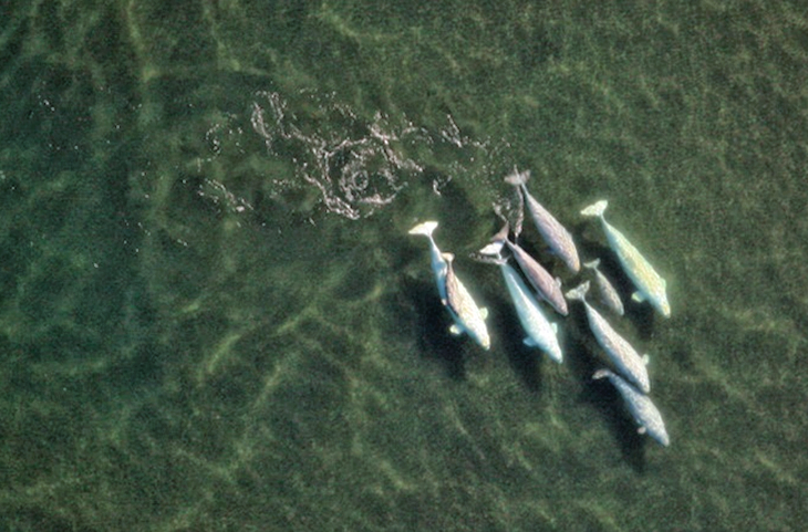 Image: Norton Sound Beluga Whale Aerial Survey - Post 1