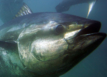 Image: Atlantic Bluefin Tuna:  Annual Adjustment of Purse Seine and Reserve Category Quotas