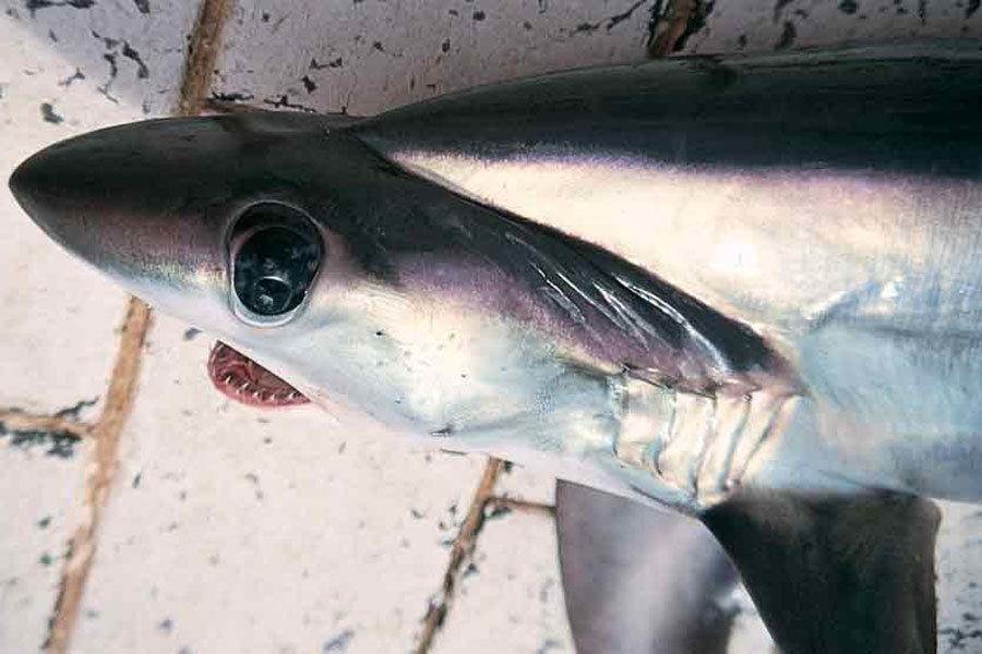 bigeye thresher lateral view.jpg bigeye thresher lateral view.jpg