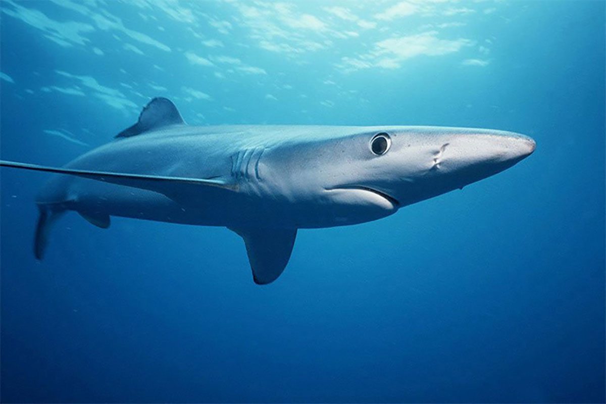 Image: Apex Predator Publications and Reports – Blue Shark