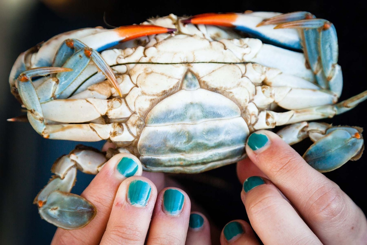 Hard Shell Blue Crabs - Locals Seafood