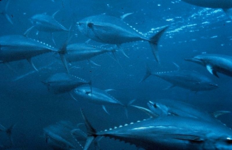 Image: NOAA Fisheries Makes Adjustments to the Atlantic Bluefin Tuna and Northern Albacore Quotas 