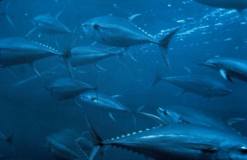 Image: NOAA Fisheries Makes Adjustments to the Atlantic Bluefin Tuna and Northern Albacore Quotas