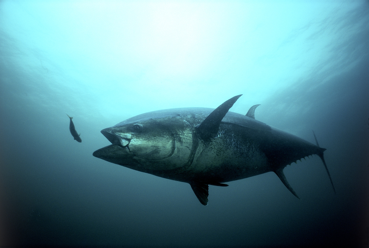 Image: Bluefin Tuna Purse Seine Reallocation and Quota Transfer