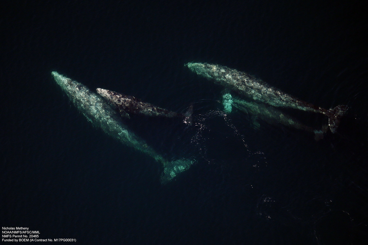 Image: Investigation of West Coast Gray Whale Strandings Continues as Whales Head South for the Winter