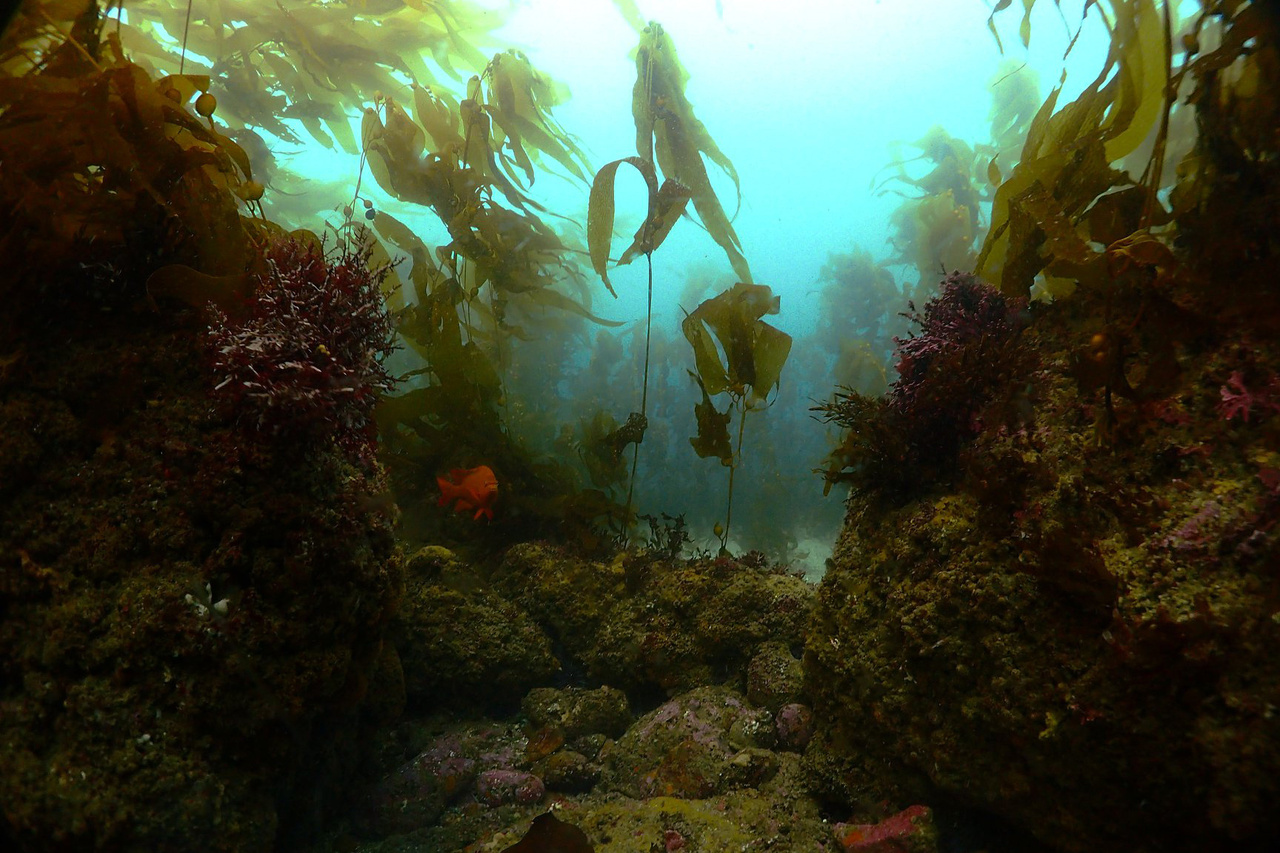 Image: Three Partner-Driven Projects Restoring Polluted California Habitats