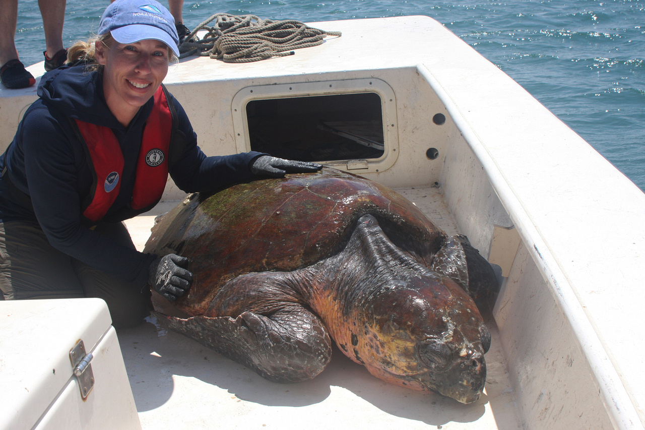 Image: Faces of Sea Turtle Conservation: Dr. Larisa Avens, Research Biologist
