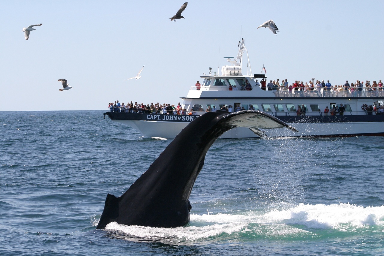 Image: The Common "Sense" Way to View Majestic Whales
