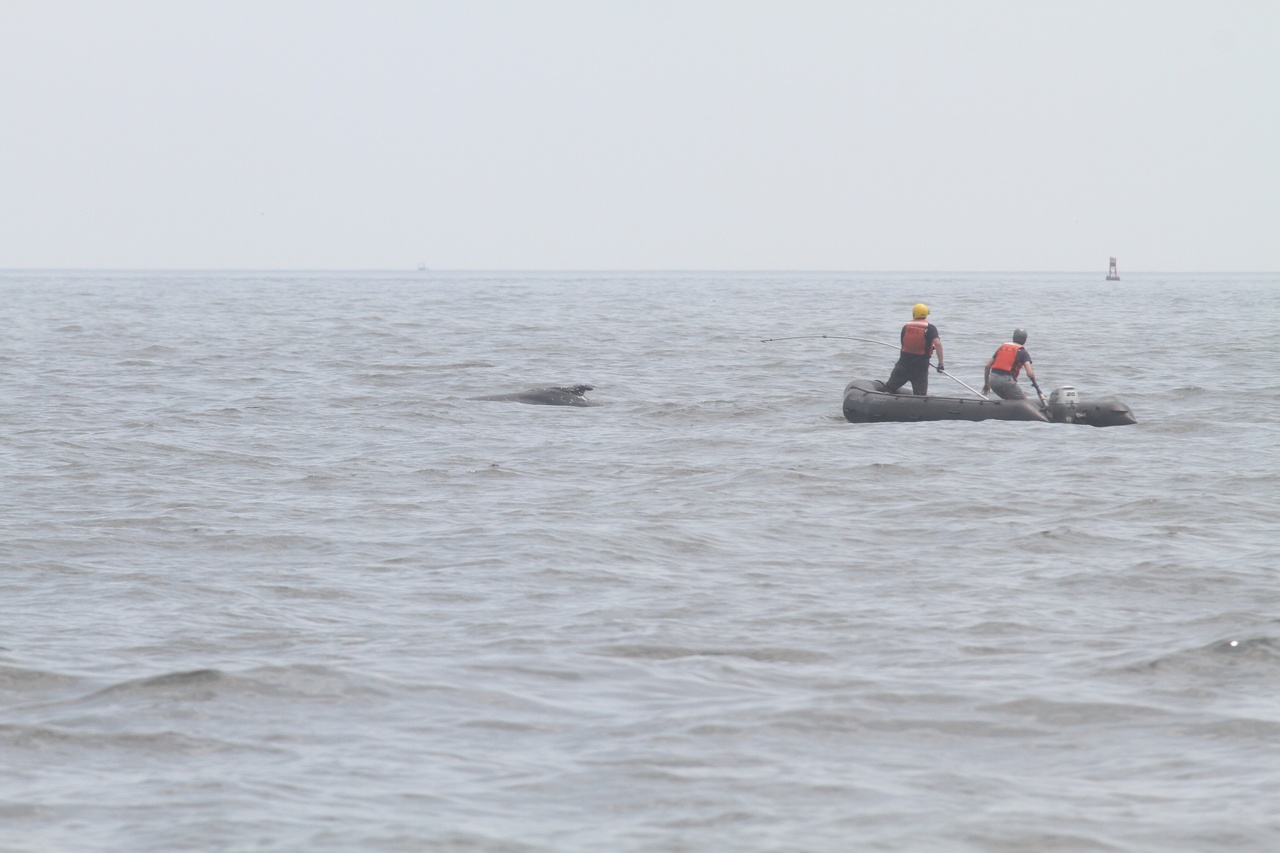 Image: Young Whale Gets an Unlikely Second Chance at Survival