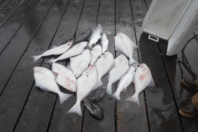 Image: On Your Mark, Get Set, Go Catch Halibut!