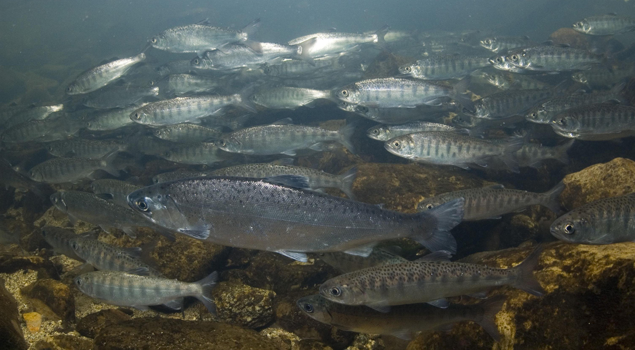 Image: Ocean’s Influence on Salmon Plays Out in Varied Returns to Different Rivers and Regions