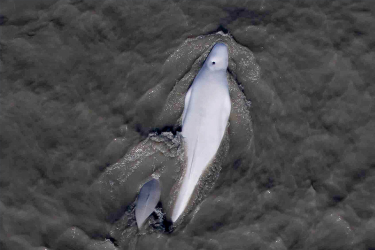 Image: Beluga Whale Hexacopter Survey - Post 5