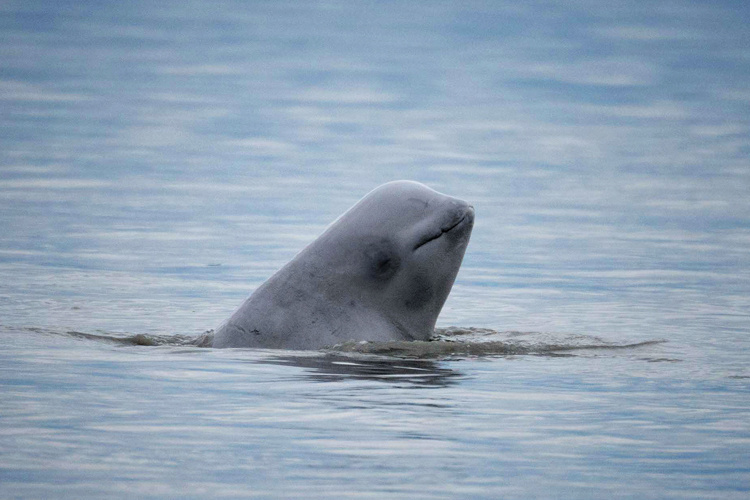 Image: Beluga Whale Hexacopter Survey - Post 7