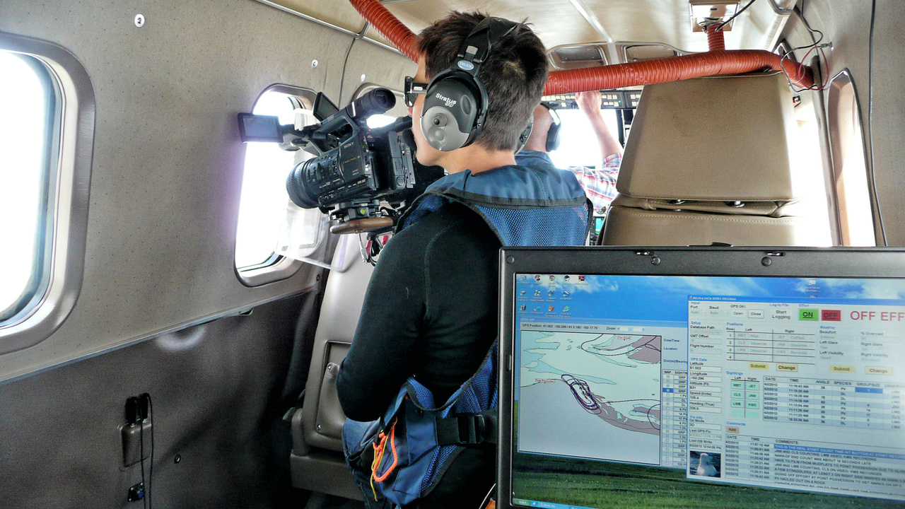 Image: 2018 Cook Inlet Beluga Aerial Surveys