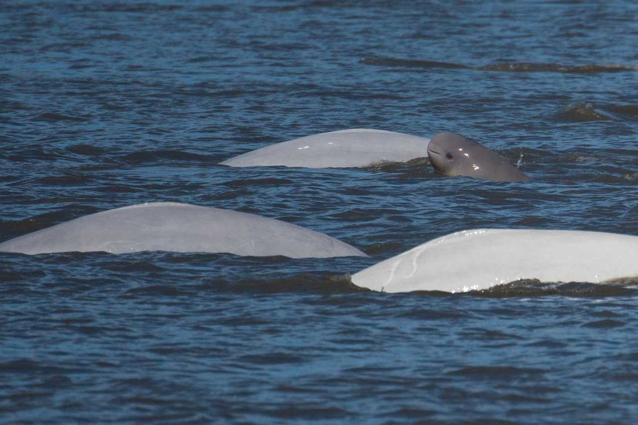 Image: Using Artificial Intelligence To Identify Endangered Beluga Whales