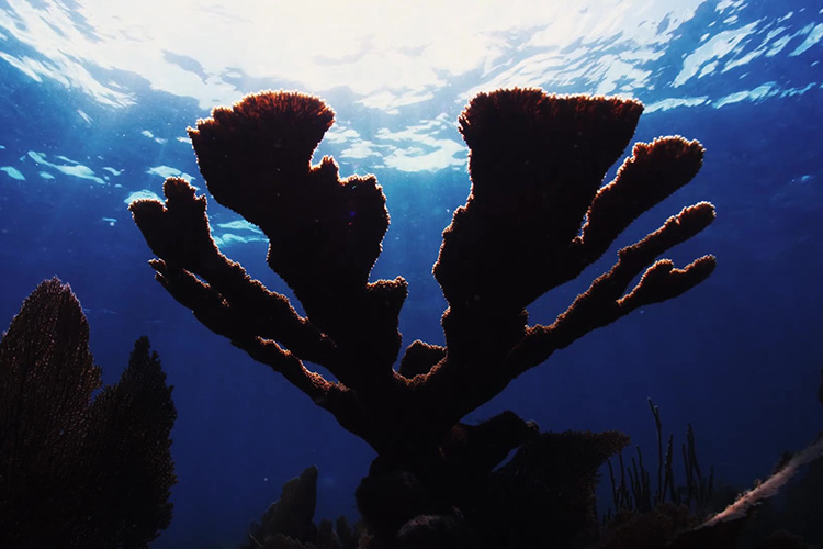 Image: Groundbreaking New Effort Will Restore Coral Reefs in the Florida Keys