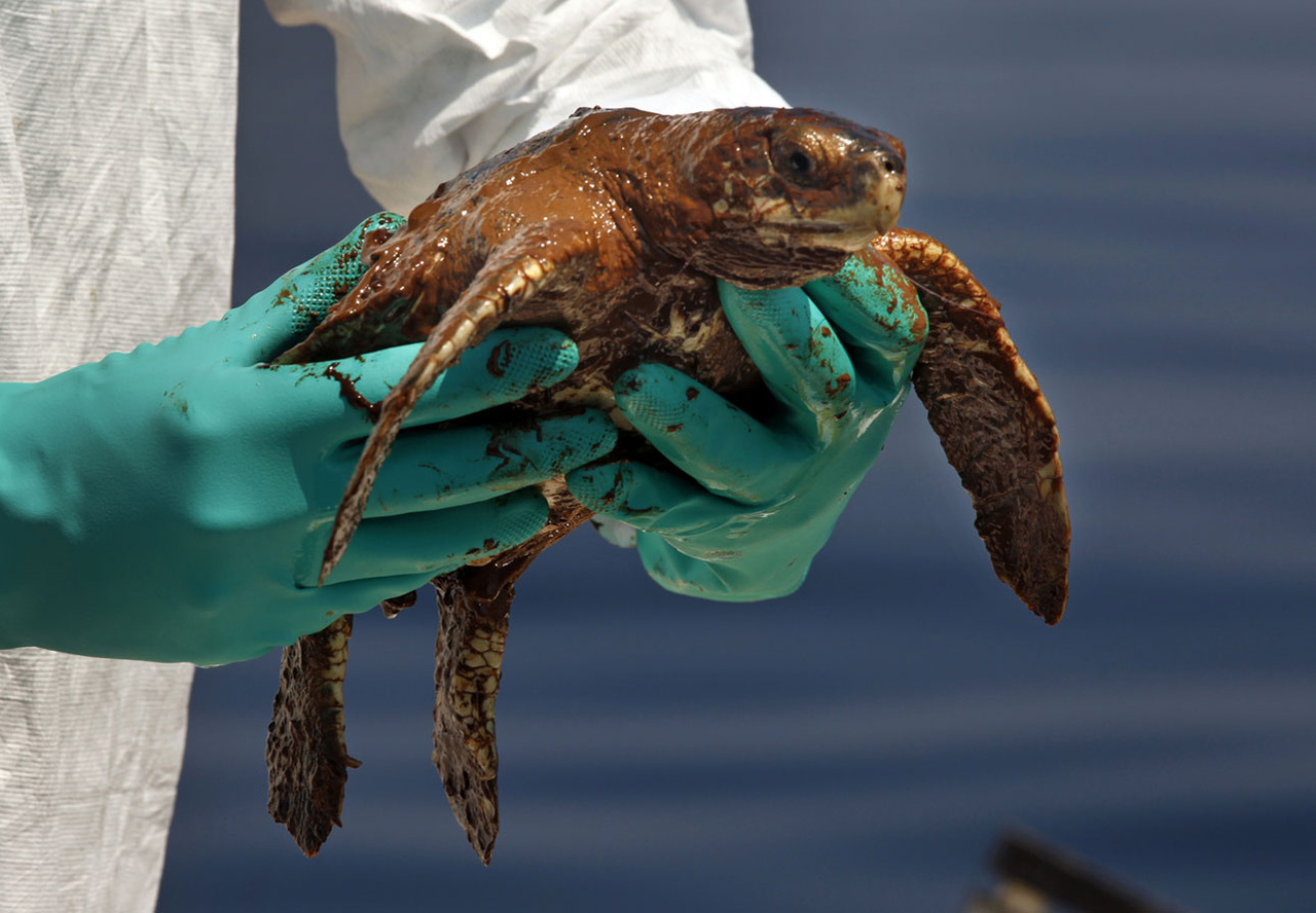 Image: Restoring Habitat After Oil Spills and Other Environmental Disasters