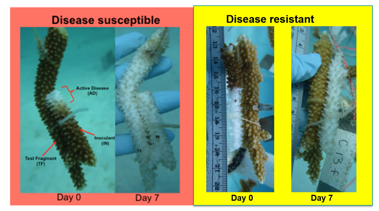DiseaseAssay.png Disease assay of staghorn corals.