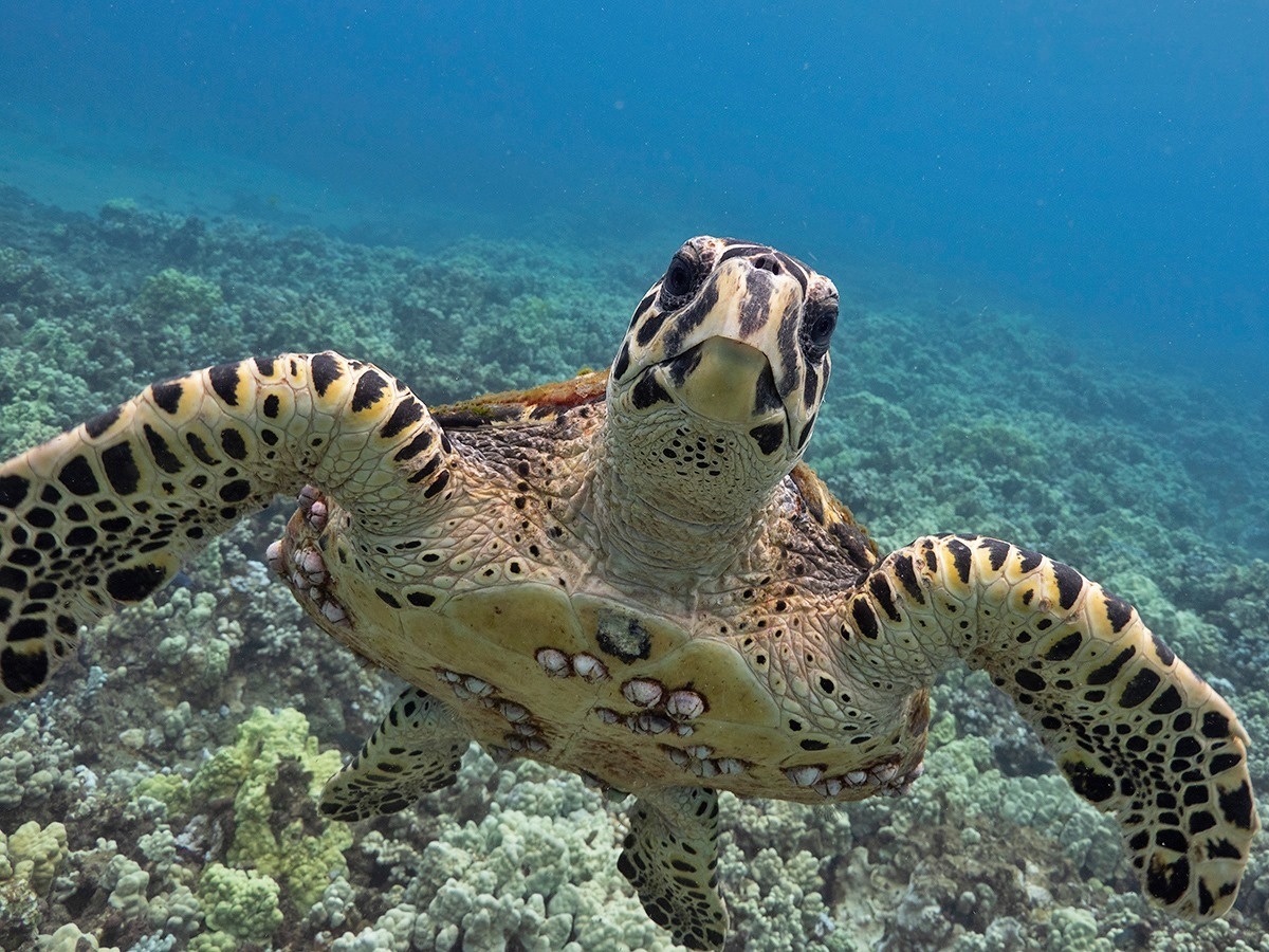 Image: Hawksbill Sea Turtles Are Truly Hawaiʻi Locals